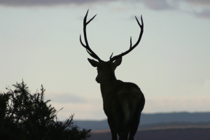 Dark Deer banner image