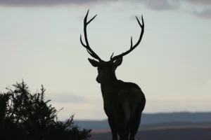 Dark Deer banner image